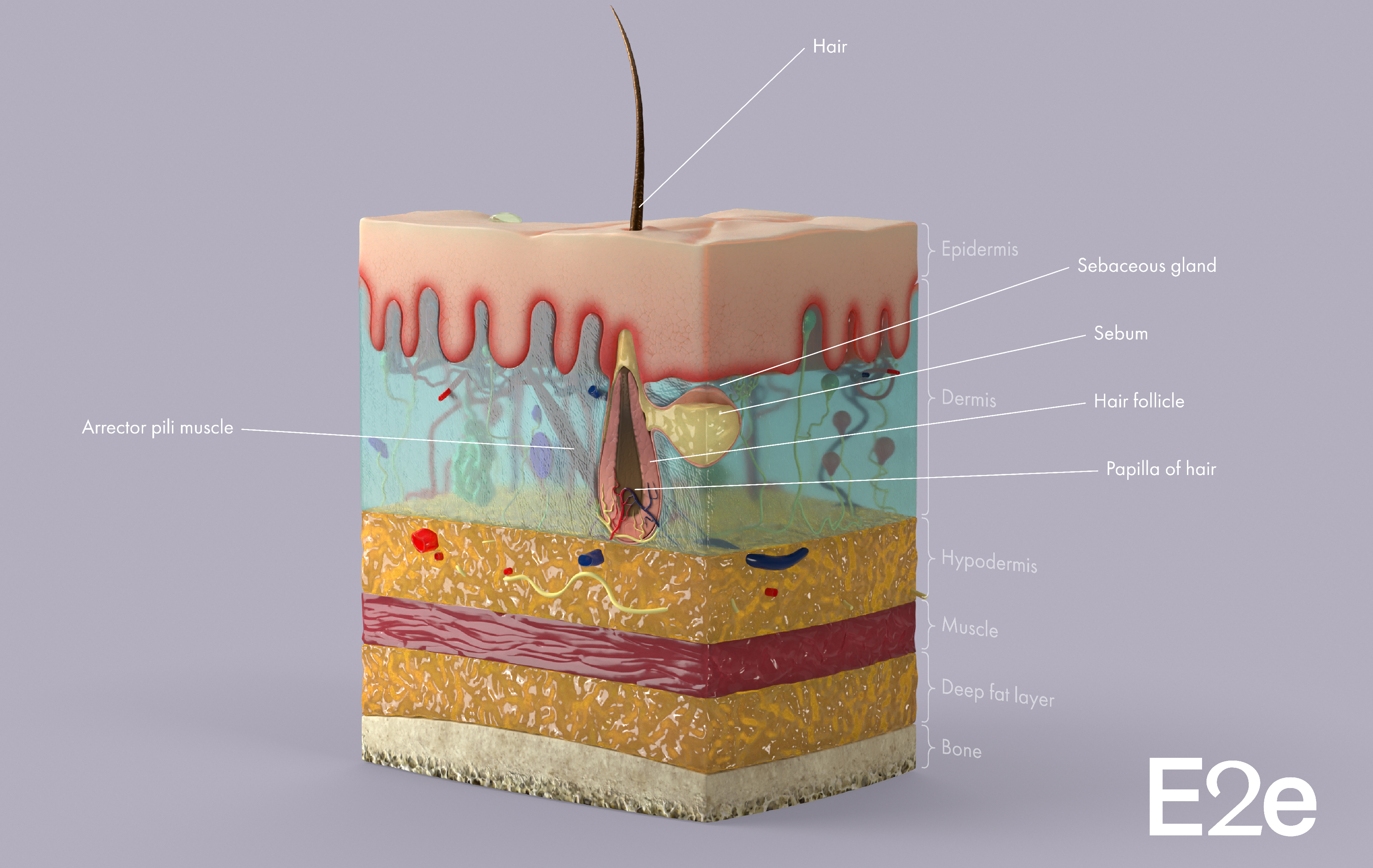 Skin_Cut_Detailed_Back-Face_Legends